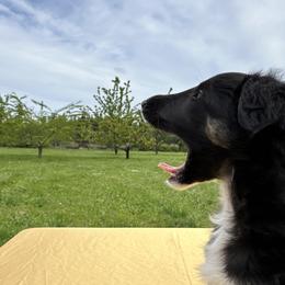 Silken Windhound Puppies from Luminous Silken Windhounds