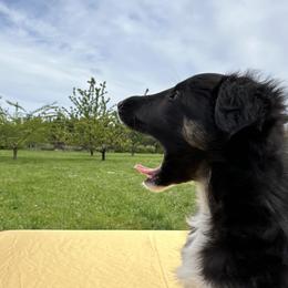 Silken Windhound Puppies from Luminous Silken Windhounds