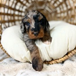 Aussiedoodle and Bernedoodle Puppies from Arizona Bernedoodles