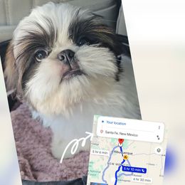 Sky - Black gold and white male Shih Tzu puppy in El Paso, Texas from Paws Of Beauty