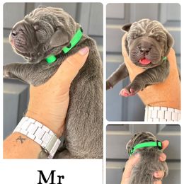 Pierson - Blue male Great Dane puppy in Sac City, Iowa from Northern Great Danes of Colorado & Iowa