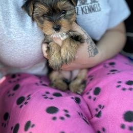 Yorkshire Terrier Puppies from Kruz Kennels