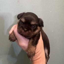 Dolly - Chocolate and tan female Shih Tzu puppy in Hendersonville, Tennessee from Peekaboo Farms