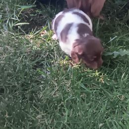 Dachshund Puppies from Lauren's Dachshunds