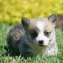 Elton - Red male Pembroke Welsh Corgi puppy in Morgantown, Pennsylvania from GoldStar Corgis (License Number 18519)