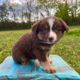Boy 1 - Red tri Miniature Australian Shepherd puppy in Danville, Alabama from A&L Farms