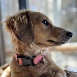 Sunny - Dachshund
