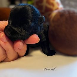 Hannah - Black female Scottish Terrier puppy in Asheboro, North Carolina from Gail's Scottish Terriers