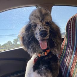 Lucy - Labradoodle