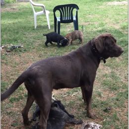 Hurley - Catahoula Leopard Dog