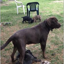 Hurley - Catahoula Leopard Dog