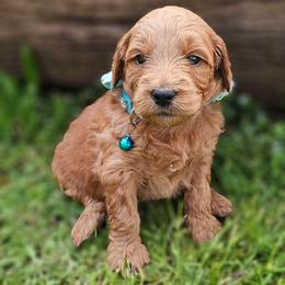 Almond- Light blue collar - Red  female Goldendoodle puppy in Bonham, Texas from Happy Valley Puppies