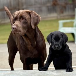 Labrador Retriever puppies from Silver Ridge Labradors of Georgia