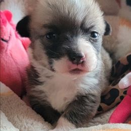 Leopard bandana girl - Red female Pembroke Welsh Corgi puppy in Cherokee, Oklahoma from MCS Farms-OK