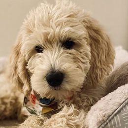 Labradoodles from Silver State Labradoodles