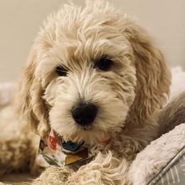 Labradoodles from Silver State Labradoodles