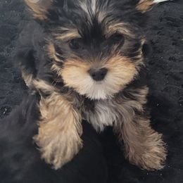 Champ - Black and tan male Yorkshire Terrier puppy in Chickasha, Oklahoma from SISSYS YORKIES