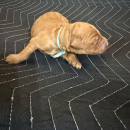 Light Blue Collar - Red  male Goldendoodle puppy in Winchester, Tennessee from Mahaffey’s Doodles