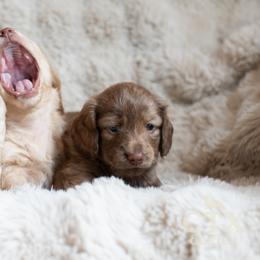 Dachshund Puppies from CTX Doxies