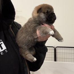 Shiba Inu Puppies from Tokubetsuna Shibas