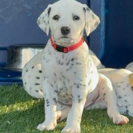 Male LUA - White and black male Dalmatian puppy in Louisa, Virginia from Dalmatian Creation LLC