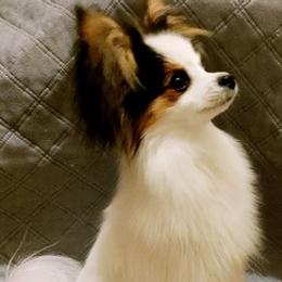 Papillons from Elizabeth Jefferis