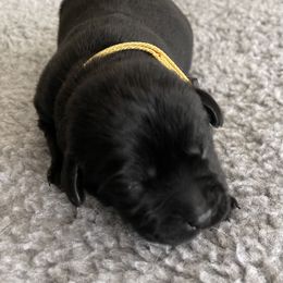 'Dash' (Yellow collar) - Black female Labrador Retriever puppy in Grand Saline, Texas from Castle Hills Labradors