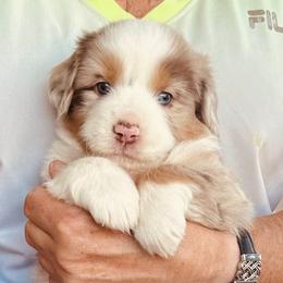 Miniature American Shepherd and Miniature Australian Shepherd Puppies from Karen Ross's Miniature American Shepherds