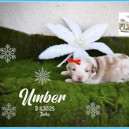 Umber - Red merle female Miniature Australian Shepherd puppy in Madisonville, Texas from Flying LL Aussies