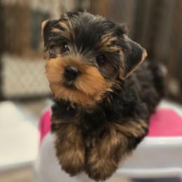 AKC BRUNO - Black and gold male Yorkshire Terrier puppy in Brooksville/Weeki Wachee, Florida from Royal Riff Yorkies