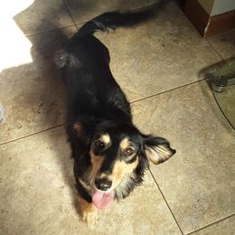 Dachshunds from Tschakerts Dachshunds