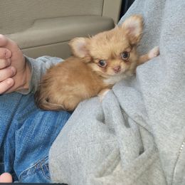 Chipmunk - Chocolate sabled fawn female Chihuahua puppy in Warsaw, Virginia from B&D Chihuahuas