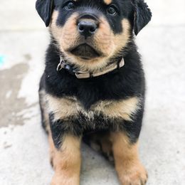Rottweiler Puppies from Happy Rottweilers
