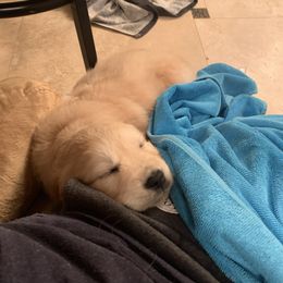 Golden Retriever Puppies from Daniel Ranch Golden Retrievers