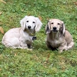Dachshund Puppies from Northwest Dachshunds