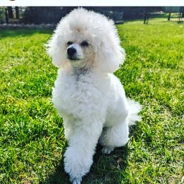 Poodle All Grown Up from Winsome Toy Poodles