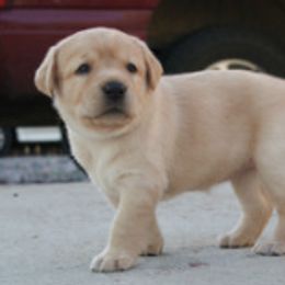 Labrador Retriever Puppies from Timber's Labradors