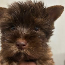 Green boy - Chocolate, tan and white male Yorkshire Terrier puppy in Cocoa, Florida from SummerTime AKC Yorkies