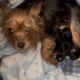 Yorkshire Terrier puppies from Mike's Puppies