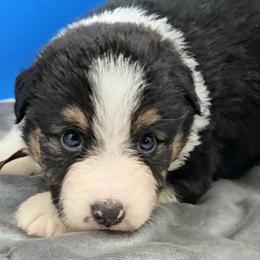 Red Collar BTF - Black tri female Miniature American Shepherd puppy in Lexington, Kentucky from Deuce's Den
