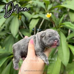 Dorian Haviliard - Blue male French Bulldog puppy in Loxahatchee, Florida from Blue Wonder Frenchies