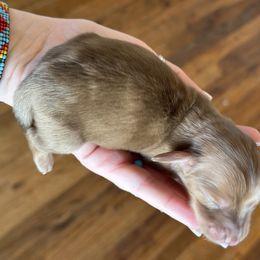 Boy 1 - Dapple Dachshund puppy in Red Bank, California from Ranch Hand Weenies