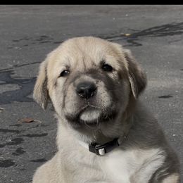 Granite Boy - Fawn male Anatolian Shepherd Dog puppy in Kalispell, Montana from Wild Rooster Family Farm (AKC Anatolians OFA Hips Tested)