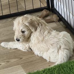 Bernedoodle Puppies from Doting Doodles