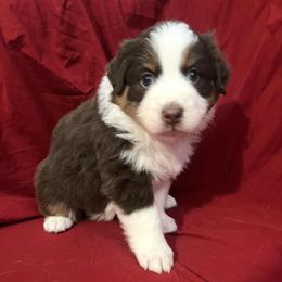 Shelly - Red tri-color female Australian Shepherd puppy in Red Bluff, California from Dream E River Ranch