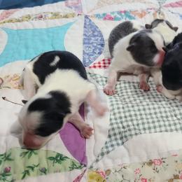 Pomeranian Puppies from Mckee's Pomeranians