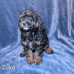 Zuko - Black and tan male Cockapoo puppy in Sunset, Louisiana from Cano Cockapoos