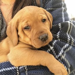 Labradoodle and Labrador Retriever Puppies from Katie K9