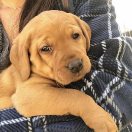 Labradoodle and Labrador Retriever Puppies from Katie K9