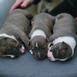 American Staffordshire Terrier puppies from GrinNation Noble Am Staffs